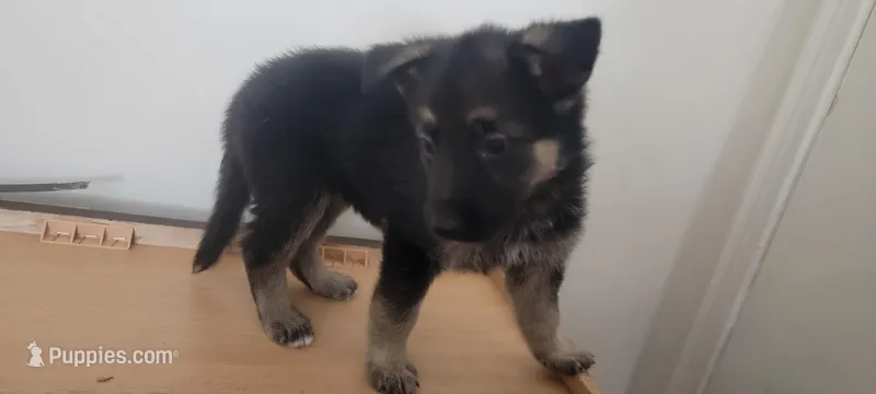 German Shepherd Puppy 1 – German Shepherd Dog puppy for sale in Memphis, TN