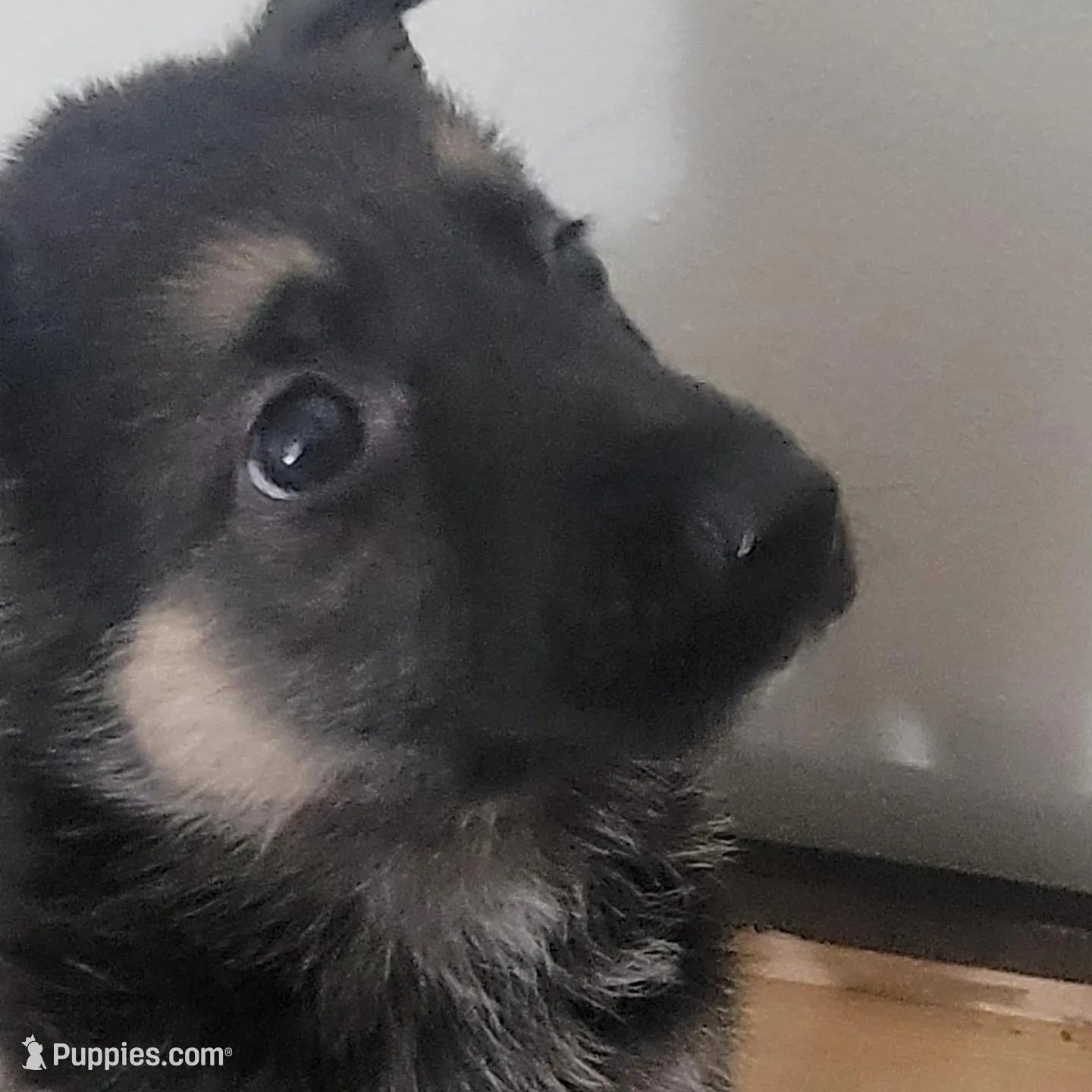 German Shepherd Puppy 4 – German Shepherd Dog puppy for sale in Memphis, TN