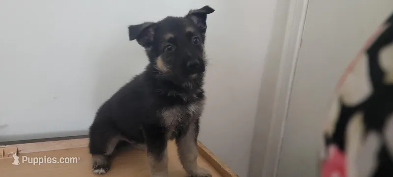 German Shepherd Puppy 2 – German Shepherd Dog puppy for sale in Memphis, TN