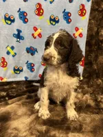 Oreo, a male Labradoodle for sale in San Angelo, TX – 6 of 7