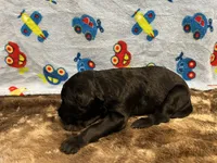 Jack, a male Labradoodle for sale in San Angelo, TX – 8 of 9