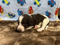 Oreo, a male Labradoodle for sale in San Angelo, TX – 7 of 7