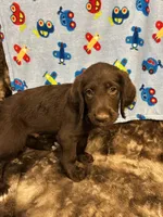 Cooper, a male Labradoodle for sale in San Angelo, TX – 3 of 10