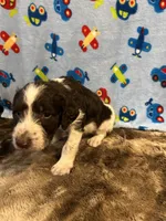 Oreo, a male Labradoodle for sale in San Angelo, TX – 3 of 7