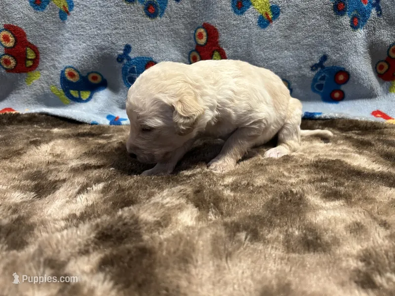 Teddy – Labradoodle puppy for sale in San Angelo, TX