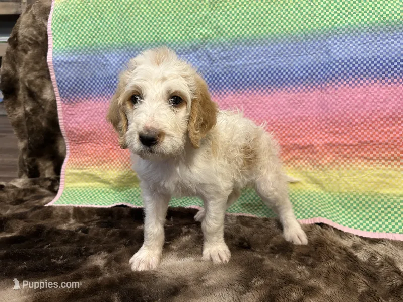 Bella – Labradoodle puppy for sale in San Angelo, TX