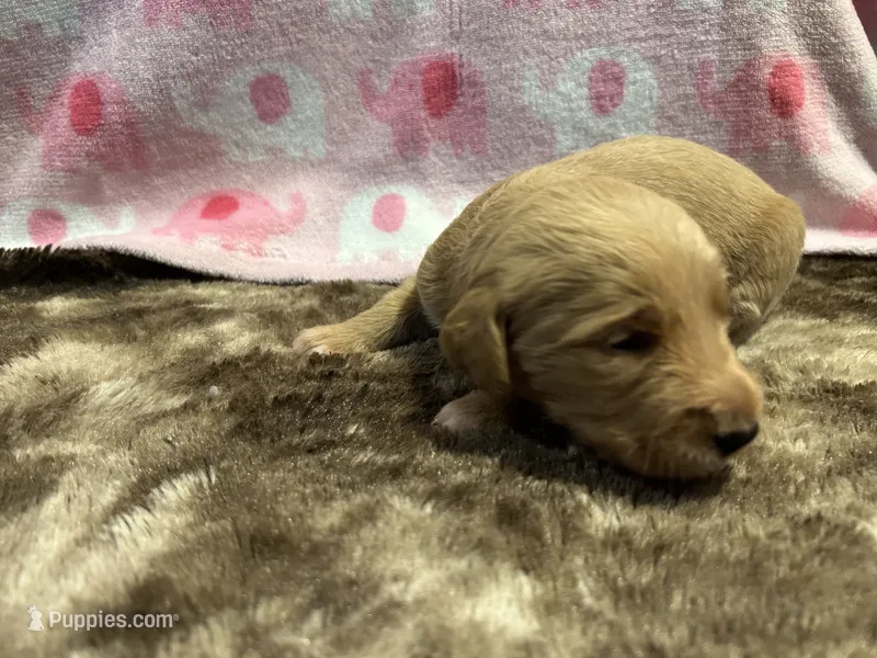 Ginger – Labradoodle puppy for sale in San Angelo, TX