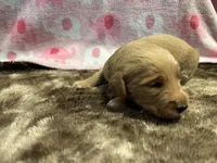 Ginger, a female Labradoodle for sale in San Angelo, TX – 1 of 2