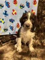Oreo, a male Labradoodle for sale in San Angelo, TX – 1 of 7