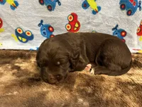 Cooper, a male Labradoodle for sale in San Angelo, TX – 9 of 10