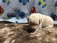 Teddy, a male Labradoodle for sale in San Angelo, TX – 2 of 2