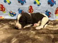 Oreo, a male Labradoodle for sale in San Angelo, TX – 2 of 7