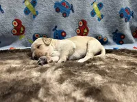 Buddy, a male Labradoodle for sale in San Angelo, TX – 2 of 2