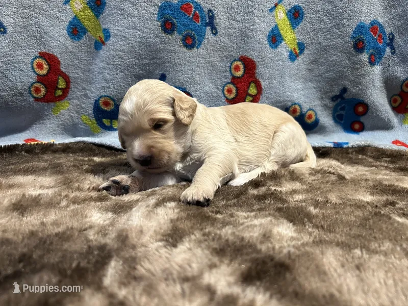 Buddy – Labradoodle puppy for sale in San Angelo, TX