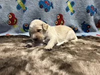 Buddy, a male Labradoodle for sale in San Angelo, TX – 1 of 2
