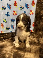 Oreo, a male Labradoodle for sale in San Angelo, TX – 4 of 7