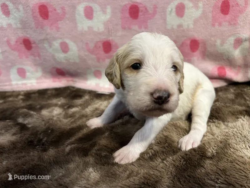 Bella – Labradoodle puppy for sale in San Angelo, TX