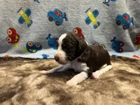 Oreo, a male Labradoodle for sale in San Angelo, TX – 1 of 1