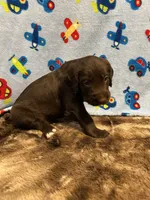 Cooper, a male Labradoodle for sale in San Angelo, TX – 5 of 10