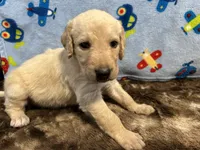 Buddy, a male Labradoodle for sale in San Angelo, TX – 4 of 8
