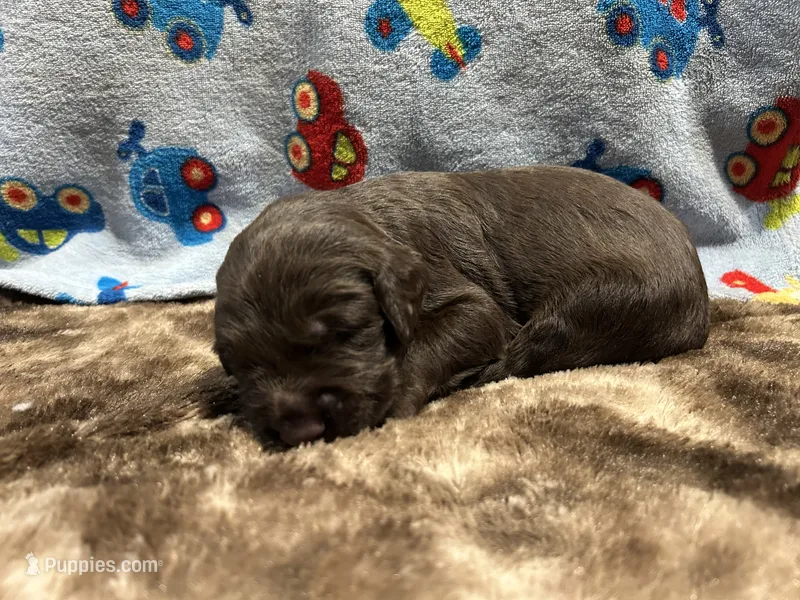 Cooper – Labradoodle puppy for sale in San Angelo, TX