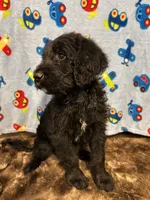 Jack, a male Labradoodle for sale in San Angelo, TX – 2 of 9