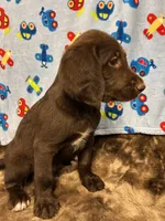 Cooper, a male Labradoodle for sale in San Angelo, TX – 2 of 10