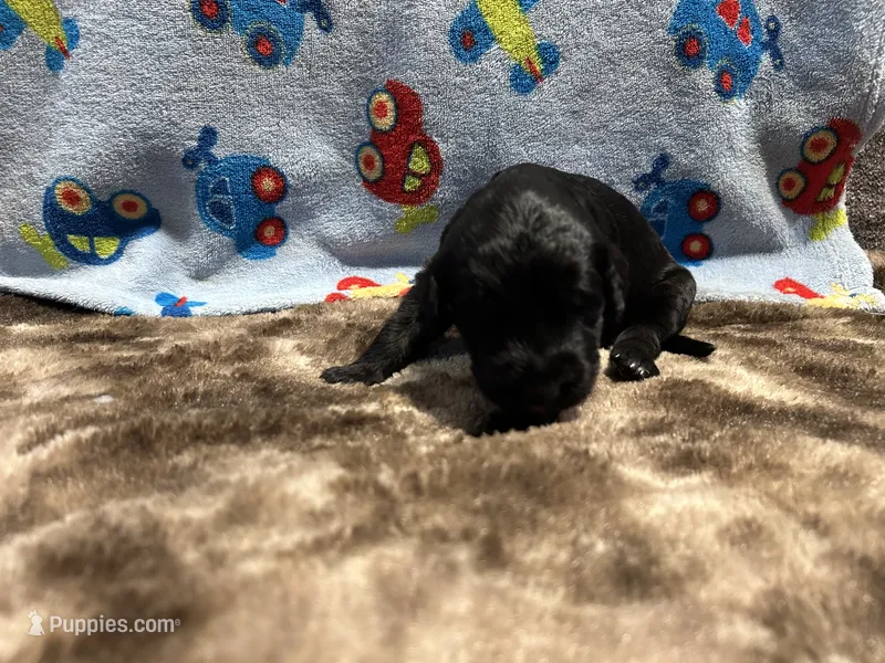 Jack – Labradoodle puppy for sale in San Angelo, TX