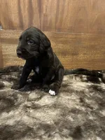 Cooper, a male Labradoodle for sale in San Angelo, TX – 6 of 10