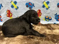 Jack, a male Labradoodle for sale in San Angelo, TX – 6 of 9