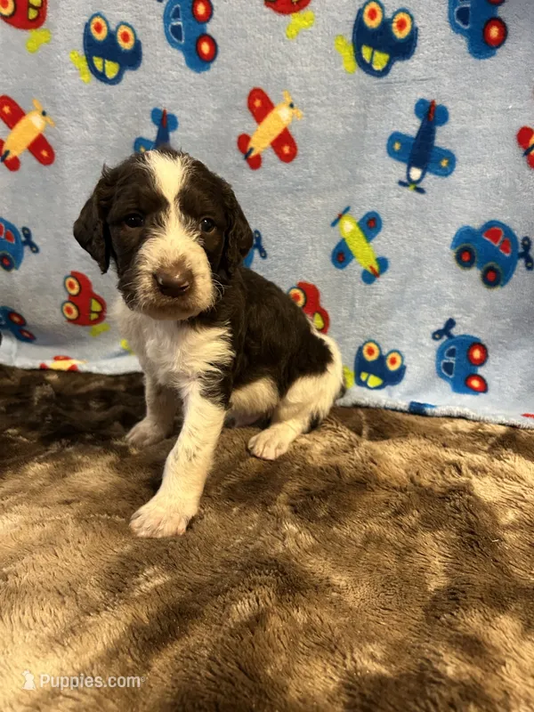 Oreo – Labradoodle puppy for sale in San Angelo, TX