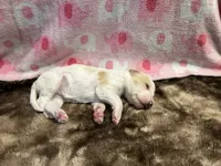 Bella, a female Labradoodle for sale in San Angelo, TX – 2 of 4