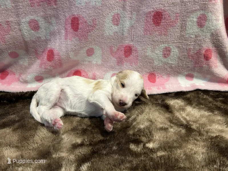 Bella – Labradoodle puppy for sale in San Angelo, TX