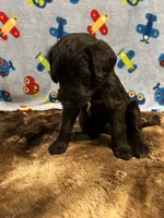 Jack, a male Labradoodle for sale in San Angelo, TX – 4 of 9
