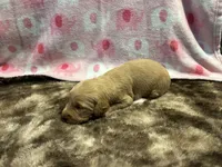 Ginger, a female Labradoodle for sale in San Angelo, TX – 2 of 2