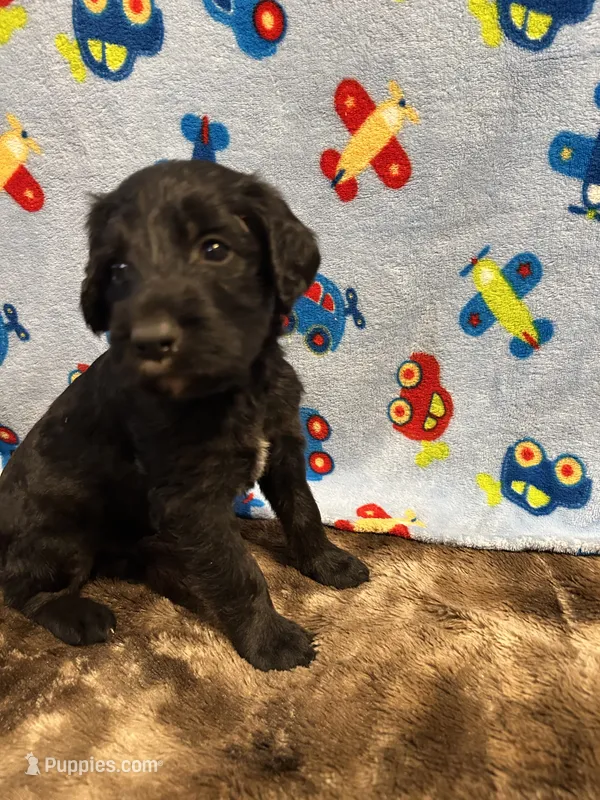 Jack – Labradoodle puppy for sale in San Angelo, TX