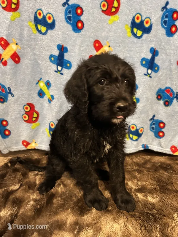 Jack – Labradoodle puppy for sale in San Angelo, TX