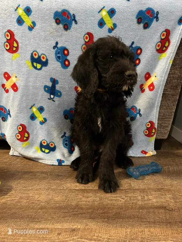 Jack – Labradoodle puppy for sale in San Angelo, TX
