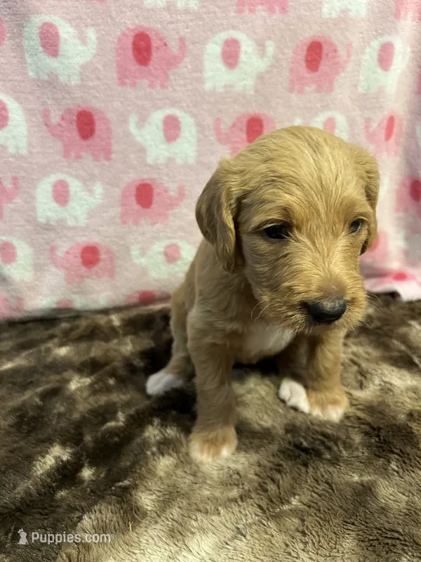 Ginger – Labradoodle puppy for sale in San Angelo, TX