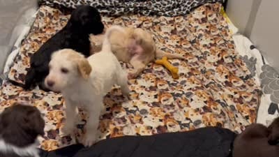Buddy, a male Labradoodle for sale in San Angelo, TX – 8 of 8