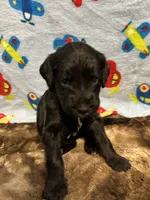 Jack, a male Labradoodle for sale in San Angelo, TX – 5 of 9
