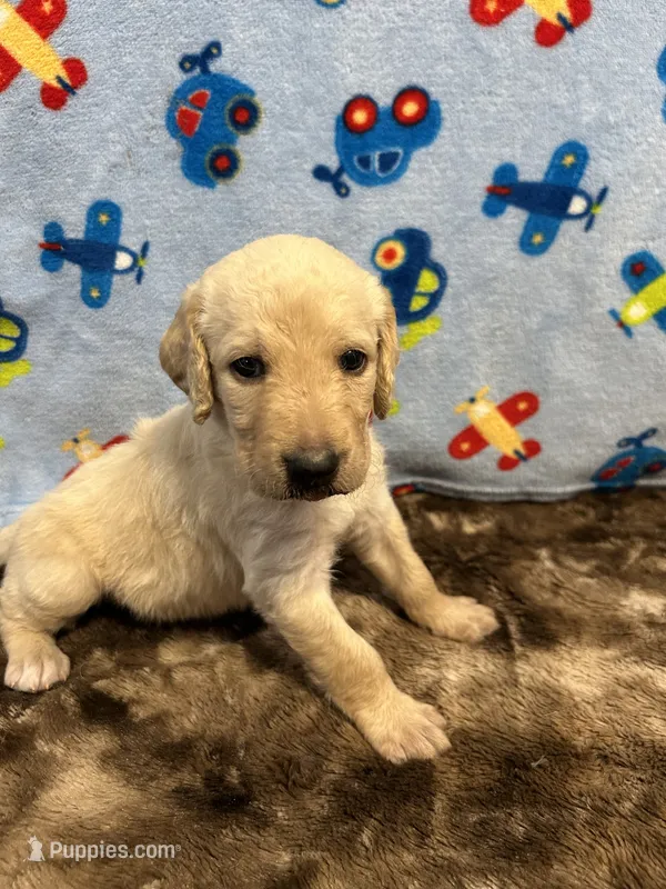 Buddy – Labradoodle puppy for sale in San Angelo, TX