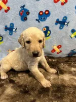 Buddy, a male Labradoodle for sale in San Angelo, TX – 3 of 8