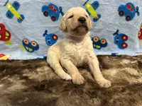 Buddy, a male Labradoodle for sale in San Angelo, TX – 7 of 8
