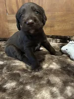 Cooper, a male Labradoodle for sale in San Angelo, TX – 7 of 10