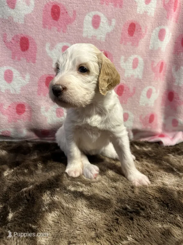 Bella – Labradoodle puppy for sale in San Angelo, TX