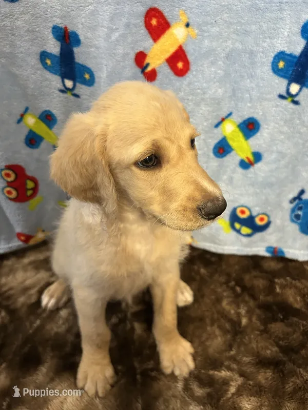 Buddy – Labradoodle puppy for sale in San Angelo, TX