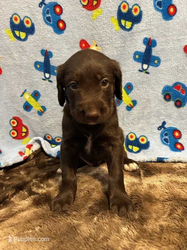 Cooper – Labradoodle puppy for sale in San Angelo, TX