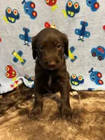 Cooper, a male Labradoodle for sale in San Angelo, TX – 4 of 10