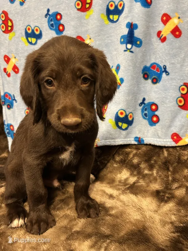 Cooper – Labradoodle puppy for sale in San Angelo, TX